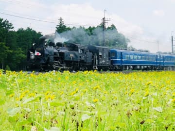 蒸気機関車”SL大樹”に乗りに 涼しい日光･鬼怒川へでかけませんか！ 満開のひまわり畑でのSL乗車や 自然の中でSUP体験を楽しもう