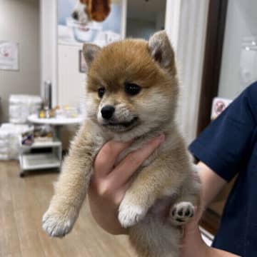 子犬期に気を付けたい病気＆トラブル5選　かかりやすい犬種も？