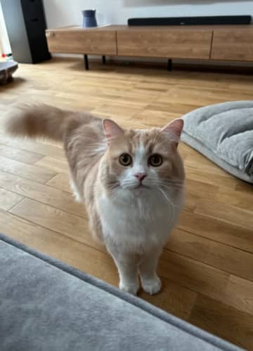 「パパに抱っこされるとき限定」猫ちゃんの甘え方に癒される人続出→「ママにもしてあげて」「これされたい」