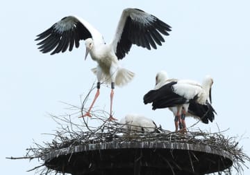 コウノトリ　ひな4羽巣立つ　茨城・行方で営巣、3年連続　