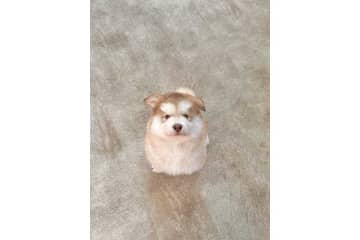 「何倍？」　生後2か月の大型犬→2歳で凛々しい顔つきに　成長ぶりに驚きの声