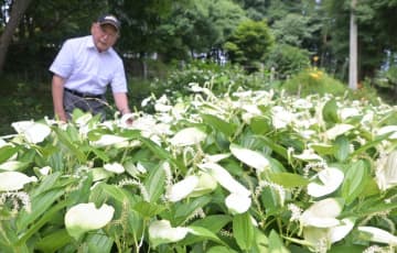 初夏の訪れ告げる　ハンゲショウ見頃　茨城・那珂
