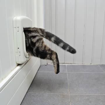 『猫ドア』を設置するメリット3選　設置する際の取り付け方法や費用感も解説