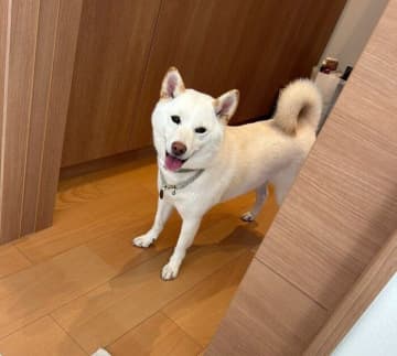 「散歩後は足を洗うまで部屋に入ってはいけない」と廊下で待機！　柴犬の行動からわかる心理｜獣医師解説