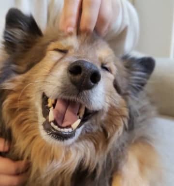 犬の頭を“こしょこしょ”と触ると→目をつむって「最高の表情」に！　マッサージ中の犬の表情からわかる心理