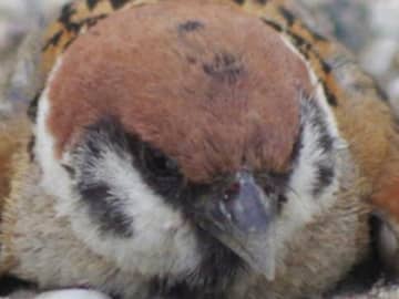 水浴びではありません！　スズメが暑い日に？「これは初めて見た」