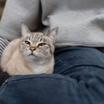 猫が見せる『カッコいい一面』5選　すごい身体能力や凛々しい表情…ふと見せる“イケメン行動”