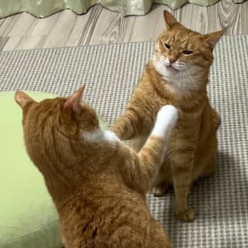 「やられてますなぁ」パンチされたネコちゃんの表情にSNS爆笑⇒「笑顔の作り方を手ほどき」「見事にくらってる」