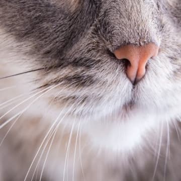 猫の『ヒゲの状態』からわかる今の気持ち　5つのパターン別に分析！