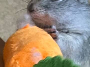 飼い主の行動に、リスがブチギレ！　見せた表情に「じわじわくる」「吹いた」