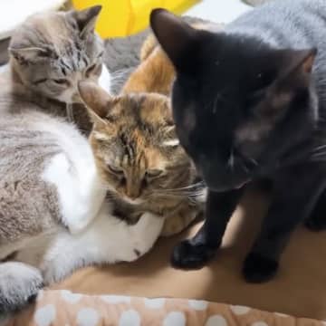 暑くなってきたので『猫用コタツ』を片付けようとしたら…思わず笑っちゃう『猫たちの行動』に「愛が伝わってくるｗ」「大人気なのねぇｗｗ」