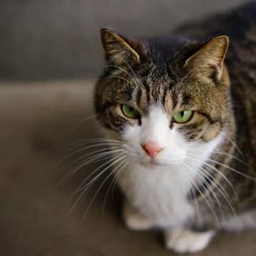 猫から『頼りにならない』と思われてしまう人の残念な特徴5選　猫をガッカリさせるのはどんなとき？