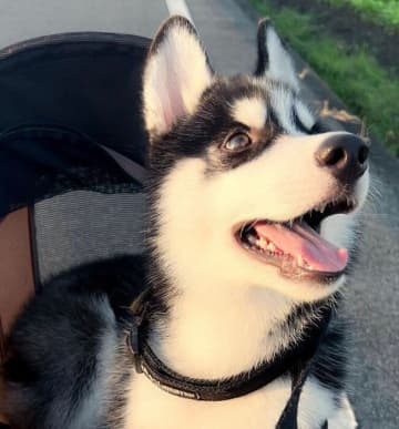 ペットカートに乗って目を輝かせるハスキー子犬　「一生懸命外の世界を感じている純粋な姿」に愛しさが爆発！