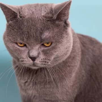 愛猫が『うつ病』かも？疑うべき3つの初期症状　猫のメンタルケアの重要性も