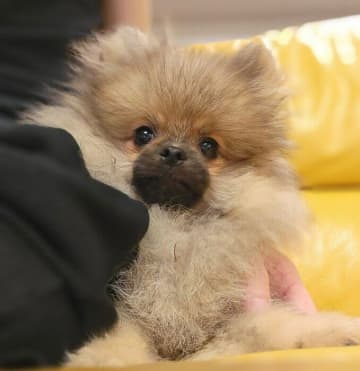 「見た目がたぬきのよう」だったポメラニアン子犬→2才になった現在、成長ぶりにほっこり