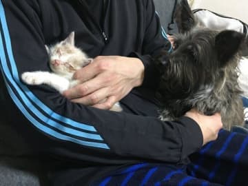 犬の散歩中に発見した子猫を保護→想像もしていなかった猫との暮らしが始まり「毎日が幸せ」に