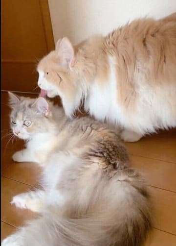 「前世で親子だったと思う」仲よく毛づくろいをする愛猫たちがかわいくてほっこりする