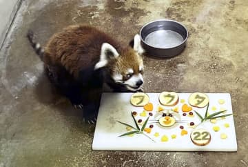 レッサーパンダ「風太」22歳に　国内最高齢記録まで2年