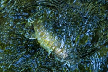 「すぐ上流、下流では釣れるのに……」 なぜか釣れない謎の区間【渓流釣り】