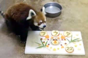 風太22歳の誕生日　特製ケーキでお祝い　愛らしい姿にファン歓声　千葉市動物公園