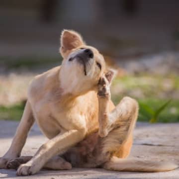 犬の体に『ノミ』を見つけたときのNG行為２つ　飼い主が取るべき対応から正しい対策まで