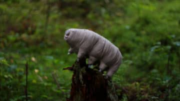 地球上で『一番最強な生物』とは　マイナス150℃以下でも生きられる無敵な体を持つ生き物も