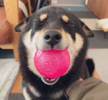 帰宅時の癒し度がハンパない！　ボールをくわえ、「ヒコーキ耳」で飼い主を大歓迎する柴犬の心理｜獣医師解説