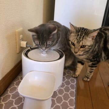猫の“生活の質”を上げて健康長寿を目指そう！　理想的な生活環境のつくり方5選　｜獣医師解説