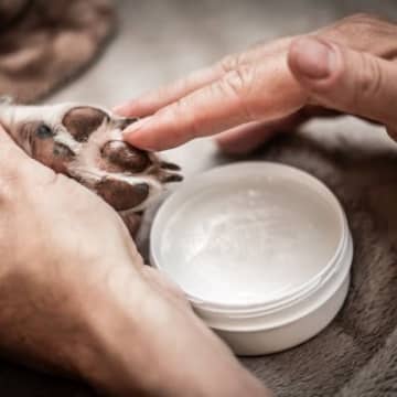 犬に人間用のハンドクリームは使えるの？注意すべきポイントからケアの必要性まで