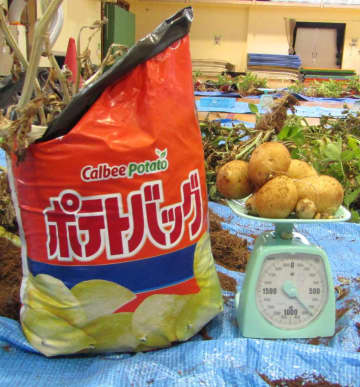 カルビー初　袋で育てたじゃがいもをポテトチップスに調理する農育＆食育を実施　ゴム校庭の小学校に児童が土に触れる機会も創出