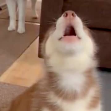 『全部お姉ちゃんの真似をしたい！』大型犬の遠吠えが始まると、赤ちゃん犬が…愛おしすぎる光景に1万1000いいねの反響「可愛すぎるｗｗ」