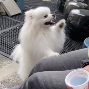 「なでて！」を要求するポメラニアン　「1年くらい引き取り手が見つからなかった」元保護犬の甘える姿にキュン