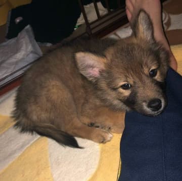 「このコだ！」と家族の満場一致でお迎えした保護子犬→4年の月日をともにし、“家族のアイドル”へと成長！