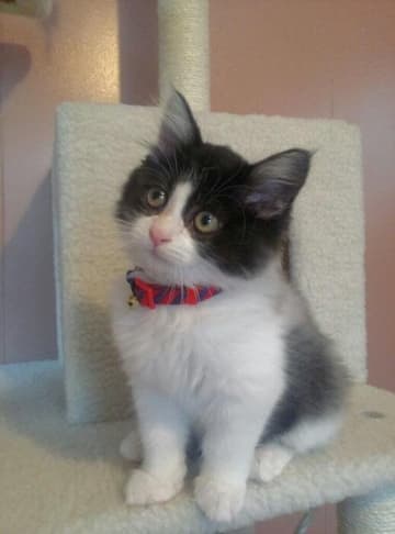 すっかりモフモフに♡ 「どこにいるかわからない」ほど小さかった子猫のビフォーアフターがかわいすぎた