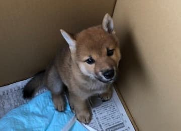 あどけない表情の生後約80日の柴犬子犬→約3年後、”反抗期のヤンチャな息子”のような存在に成長し「毎日楽しくてにぎやか」