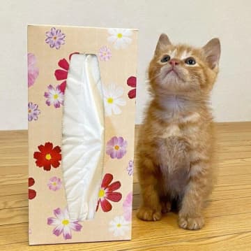 怪我をしていた子猫を保護し里親を探すも、やんちゃすぎて断念し家族に→1年後、先輩猫に甘やかされ“スーパー自由”に成長！