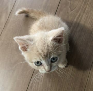 お迎え当時は食が細くて小さかった子猫→4年後にはゴハンをもりもり食べるコに！　まんまるで愛らしい姿にほっこり