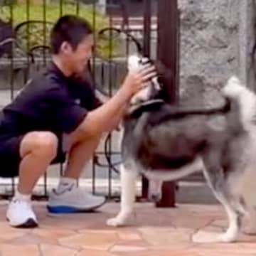 離れて暮らす息子が帰省→相思相愛なハスキー犬と再会したら…愛に溢れた『想定以上の熱烈歓迎』が10万再生「可愛すぎる兄弟」「素敵」と絶賛