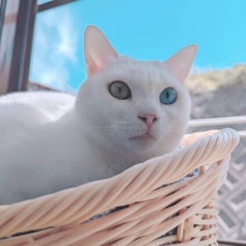 青い目が出やすい猫種や毛柄はある？　神秘的な青い目のヒミツ5選♪