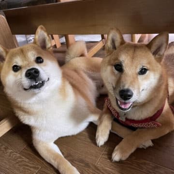 犬の体調不良のサインとは？ 元気や食欲など犬の具合が悪いときの見分け方