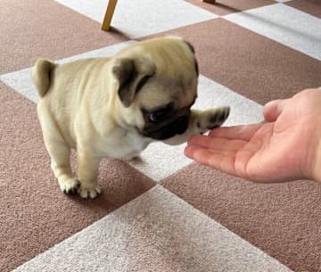 「史上最高のオテ」と約13万いいねを集め話題になったパグ子犬→3年後の成長した姿にもにほっこりする