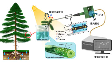 植物体内への糖輸送をリアルタイムで監視する「植物刺入型多酵素センサ」を開発