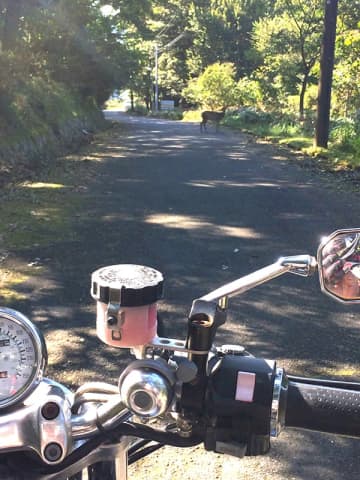危険を予測する運転が命を守る！　鹿飛び出し想定で実験検証