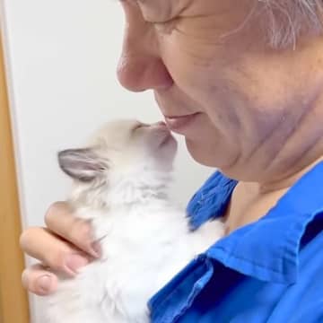 ドブの中から保護された赤ちゃん猫→パパが『メロメロ』になった結果…まさかの光景が25万再生「終始デレデレで笑った」「父ちゃんも可愛いｗ」