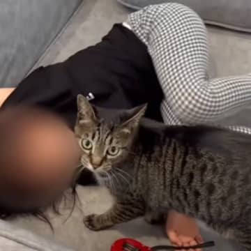 疲れて帰ってきた女の子に、優しい猫が…まさかの『尊い光景』に感動する人が続出「目頭が熱くなる」「絆に泣きそうになった」と13万再生