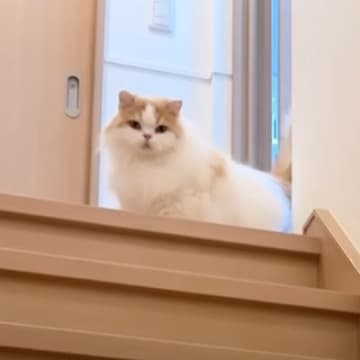『１週間ぶりに帰ってきた飼い主』を見て固まった猫→次の瞬間……思わず感動の光景に「うれしいのが伝わってくる」「良かったねぇ泣」の声