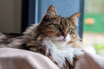 【緊急配信】愛猫も他人ごとではない！？マダニが媒介する感染症「SFTS」の脅威が拡大中