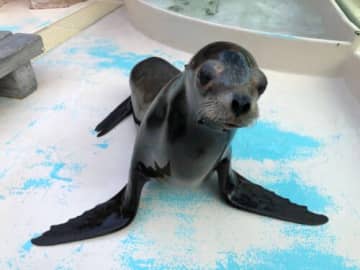 リフォルニアアシカの赤ちゃん サンシャイン水族館に誕生