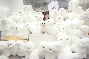 奈良に“もふもふ天国”誕生！ビションフリーゼと触れ合える犬カフェ