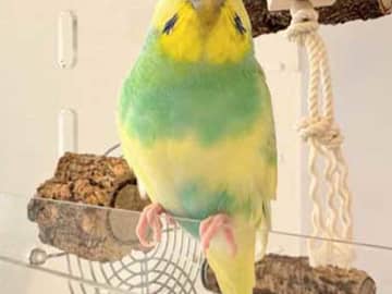 飼い主「７割がこれ…」　インコの写真に「飼い主しか撮れない」「かわいい」